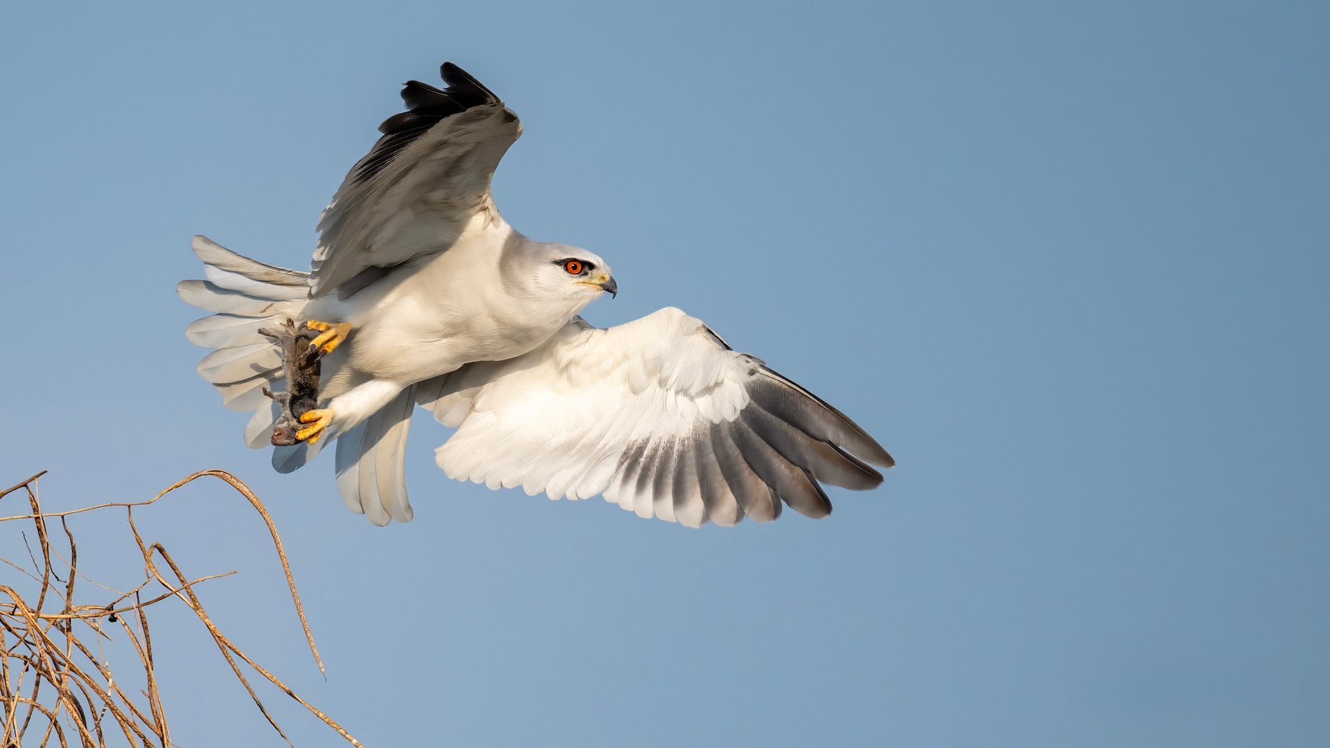 Black-winged Kite By Oguenaydin